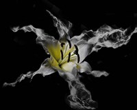 Yellow Lily Fine Art Print