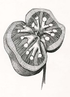 Kidney Fine Art Print
