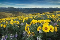 Methow Valley Wildflowers IV Fine Art Print