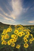 Methow Valley Wildflowers II Fine Art Print