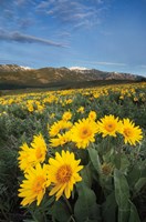 Methow Valley Wildflowers III Fine Art Print