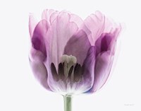 Inside Out II Fine Art Print