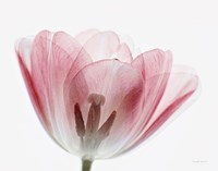 Inside Out III Fine Art Print