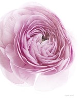 Pink Lady III Fine Art Print