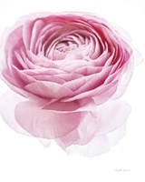 Pink Lady I Fine Art Print