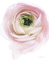 Pink Lady II Fine Art Print