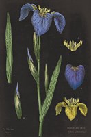 Iris Chart Fine Art Print