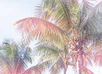 Dream Palm I Fine Art Print