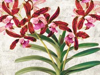 Botanique Moderne I Fine Art Print