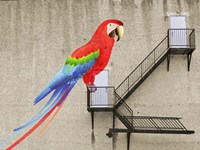 Escape from your cage Fine Art Print