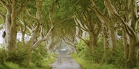 The Dark Hedges, Ireland Fine Art Print