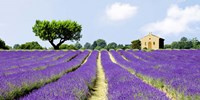 Lavender Fields, France Fine Art Print