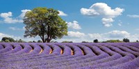 Lavender Field in Provence, France Fine Art Print