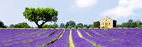 Lavender Fields, France Fine Art Print