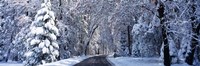 Road passing through Snowy Forest in Winter, Yosemite National Park, California Fine Art Print