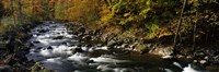 River Flowing through a Forest, Chittenango Creek, New York State Fine Art Print