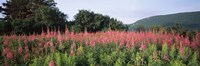 Purple Loosestrife Flowers in a Field, Forillon National Park, Quebec, Canada Fine Art Print