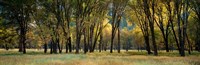 Trees in Autumn, Yosemite National Park, California Fine Art Print