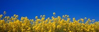 Rape Field in Bloom under Blue Sky Fine Art Print