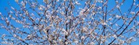 Cherry Tree in Bloom, Germany Fine Art Print