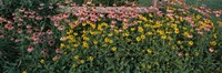Field of Flowers in Bloom, Marion County, Illinois Fine Art Print