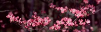 Pink Flowers in Bloom Fine Art Print