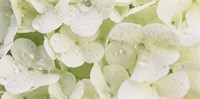 Close-up of Snowball Bush Flowers with Mist Droplets, Sacramento, California Fine Art Print