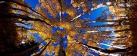 Low Angle View of Aspen Trees in the Forest, Alpine Loop, Colorado Fine Art Print