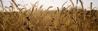 Prairie Grass in a Field Fine Art Print