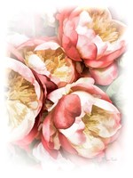 Peach Peony Fine Art Print