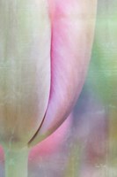 Spring Beauty Framed Print