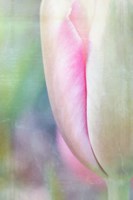 Spring Beauty II Framed Print