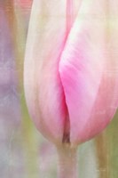 Spring Beauty III Fine Art Print