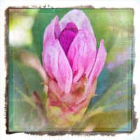Spring Bud Framed Print