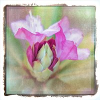 Spring Budding Fine Art Print