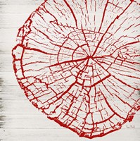 Tree Rings II Framed Print