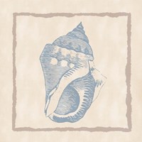 Shell II Framed Print