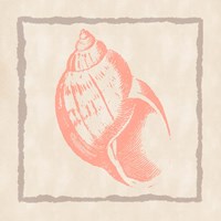 Shell IV Framed Print