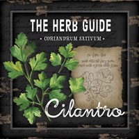 Herb Guide Cilantro Fine Art Print