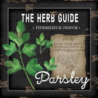 Herb Guide Parsley Fine Art Print