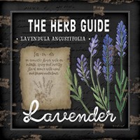 Herb Guide Lavender Fine Art Print