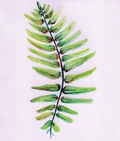 Blue Fern Fine Art Print