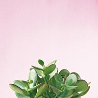 Succulent Simplicity III on Pink Fine Art Print