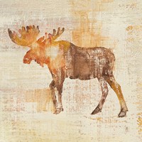Moose Study Fine Art Print