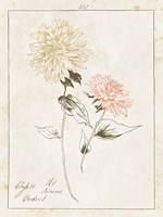Flowers on White IV with Words Fine Art Print