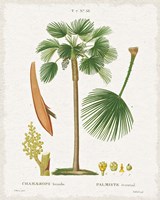 Island Botanicals I Framed Print