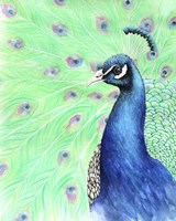 Mr. Peacock Fine Art Print