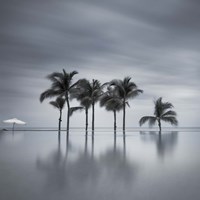 7 Palmeras Fine Art Print