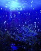Underwater Fine Art Print