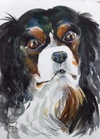 Kavaler King Charles Fine Art Print